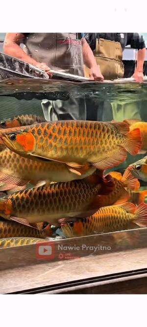 Panen ikan arowana super red!  #ikanpredator #ikanairtawar 