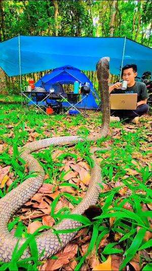 di jagain bodyguard guys..
#shortplus #shorts #short 