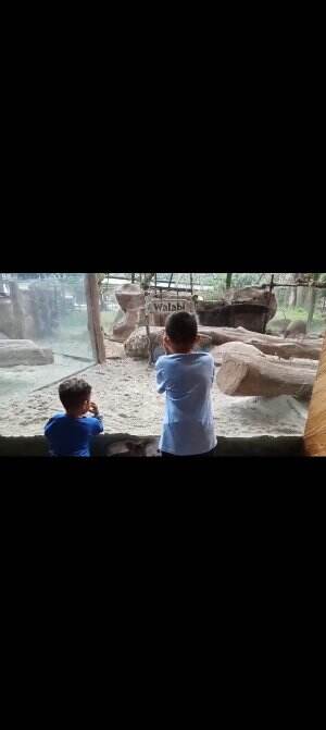 happy banget liat hewan Wallaby ( kangguru tanah ) #RCTIPlus #HOTrctiplus #tamansafari #zoo #liburansekolah 