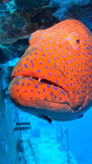 Ikan grouper merah bintik biru
.
#laut
#ikan
#viral