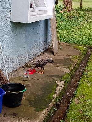 kirain yang habisin makanan kucingnya ehh ternyata ayam yang makan..   #makanankucing#  #ayammakankucing #ayammakanmakanankucing 