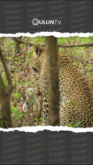 macan tutul memburu anak monyet #fyp #wildlife #hewanlucu #hewan #uluntv #animals #duniahewan #cctv #hewanunik 