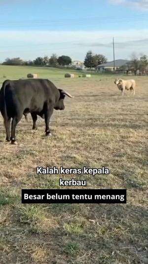 yang besar belum tentu menang  #RCTIPlus  #HOTrctiplus  #icrcti 