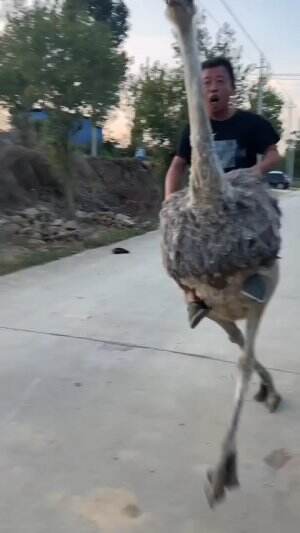 Burung yang kuat
