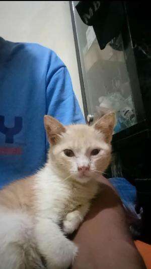 kucing lucu  #Kucing  #kucinglucu  #duniakucing  #viralfyp  #fyp 