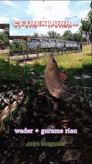 #test mancing di kuansing