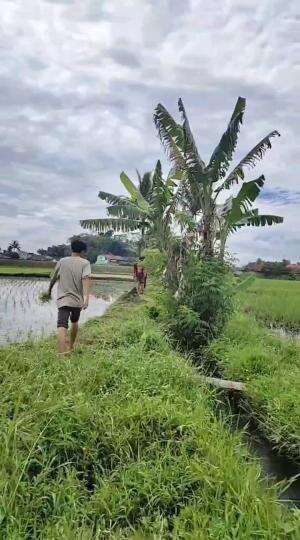 Mencari Belut air tawar di persawahan #RCTIPlus 