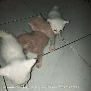 Anabul lucu  #Kucing #anabul #kucinglucu #jangkauanluas #trending #sorotanpublik #semuaorang 