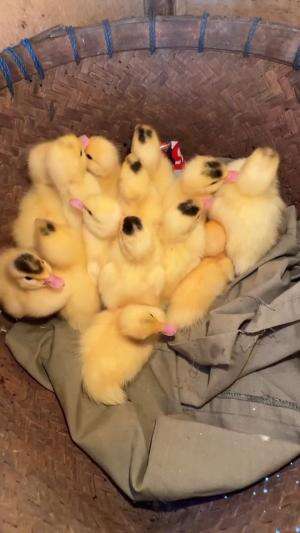 entok umur 1 hari
#HOTrctiplus #shortplus 