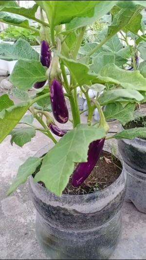 Waktunya panen terong ungu #Berkebun #edukasi #fyp #fypシ゚viral #trending #foryou #RCTIPlus #HOTrctiplus