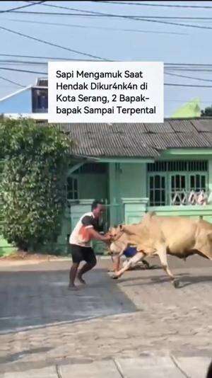 Seekor Sapi mengamuk saat hendak dikurbankan.