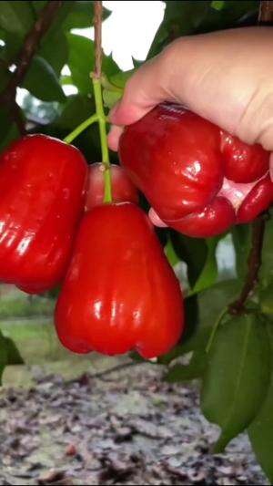 Metik jambu air merah yang sudah matang di pohon #Berkebun #edukasi #fyp #fypシ゚viral #trending #foryou #RCTIPlus #HOTrctiplus