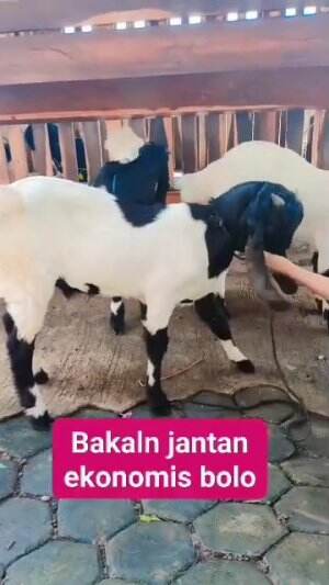 bakalan  jantan.. monggo