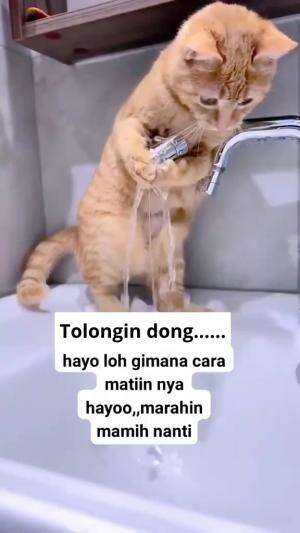hewan lucu  #hewanlucu  #kucinglucu  #RCTIPlus  #HOTrctiplus  #RCTIoke 