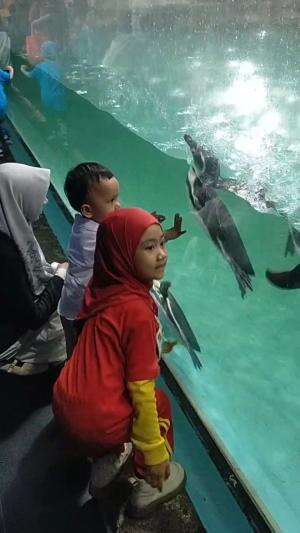 KESERUAN BERSAMA PINGUIN
 #RCTIPlus  #HOTrctiplus  #wisata  #hiburan  #fypシ゚viral 