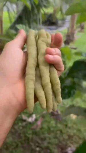 buah paling langka di Indonesia #Inspirasi 