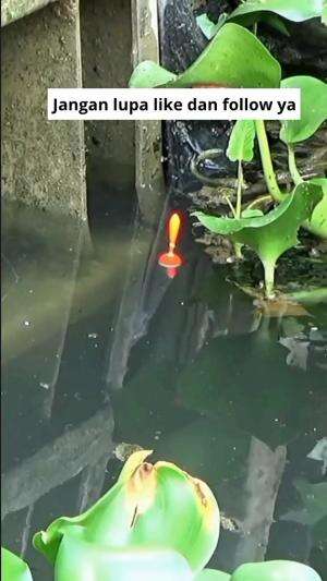 mancing nila babon  #MyFirstVideoOnHot+  #mancing  #wildfishing  