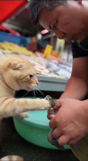 kucing kakean polah

#HOTrctiplus #shortplus #kucingoyen #duniakucing