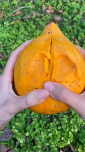 Sawo madu #Berkebun #edukasi #fyp #fypシ゚viral #trending #foryou #RCTIPlus #HOTrctiplus