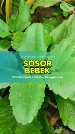 Manfaat Sosor Bebek untuk Kesehatan  #kesehatan #Kesehatan JSR #tanamanobat  #tradisional 