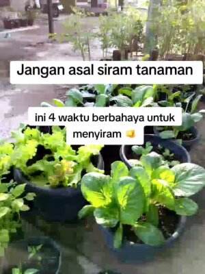 #Berkebun #fyp #fypシ゚viral #trending #foryou #RCTIPlus #HOTrctiplus 