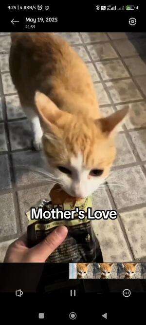 Mother's Love  #kucing #kucingoyen #kucinglucu 