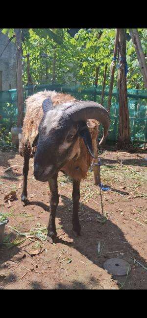 Domba siap qurban