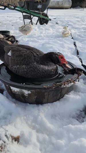 entok musim salju

#HOTrctiplus  #HOTrctiplus #shortplus 