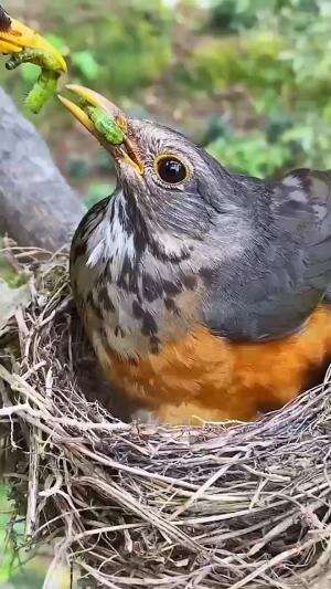 sarang burung diatas pohon #birds #burungkicau 
