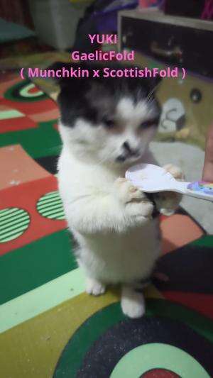 Namanya YUKi
Ras GaelicFold
hasil kawin silang
Munchkin x ScottishFold  

 #KucingLovers
#kucinglucu 
