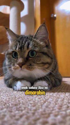 tolong woii
#HOTrctiplus #shortplus #kucingoyen #duniakucing