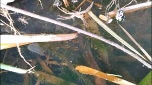 anak ikan gabus #ikan 