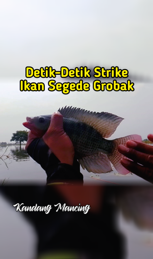WOW.... Dapat ikan nila gede
 #Sabar Banget Mancingnya  #menucobekikannila  #mancingmania 