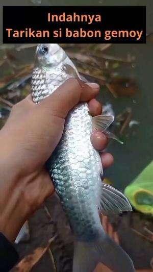 indahnya tarikan si babon gemoy  #mancing #RCTIPlus #HOTrctiplus  #RCTIoke  #viral 