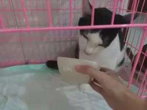 kucing ini makannya harus disuapin
#HOTrctiplus #shortplus #kucingoyen #duniakucing