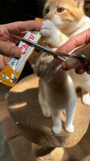 CEMILAN OYEN

#kucinglucu #kucingoyen #catlovers #pencintakucing #kucinggemoy #kucinggemes #sahabarkucing