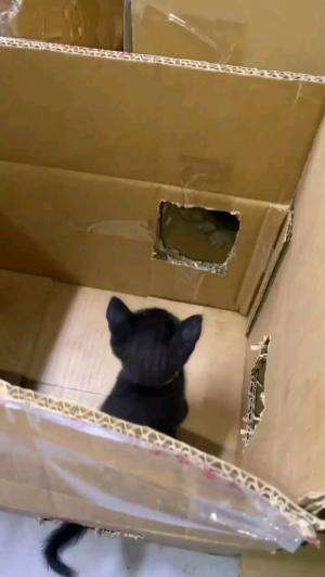 SEPERTI TAMAN BERMAIN

#kucinglucu #kucingoyen #catlovers #pencintakucing #kucinggemoy #kucinggemes #sahabarkucing