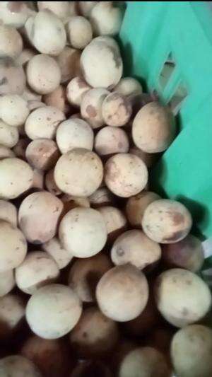 LANGSAT PONTI 
 #hargaturun
 #ayodikepu
