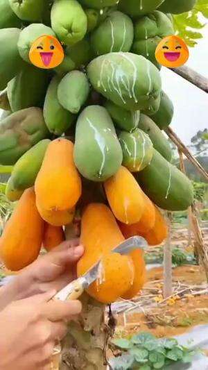 #faktaunik  #faktamenarikdunia  #viral  #lucu  #trending  #ngakak  #fyp  #foryou  #beritaunik 