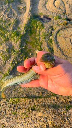 Pria ini menemukan ikan yang unik
.
#laut
#ikan
#rctiplus