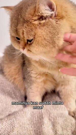 jangan marah 
#HOTrctiplus #shortplus #kucingoyen #duniakucing