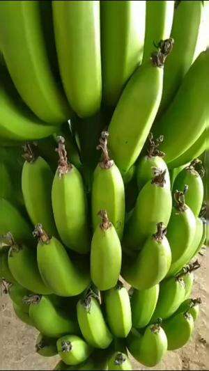 Sengaja ambil mentah semua #edukasi #fyp #fypシ゚viral #trending #foryou #RCTIPlus #HOTrctiplus #Berkebun 