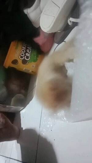 kucing lucu  #kucing  #lucu  #kucinglucu 