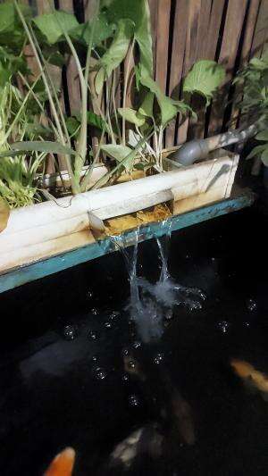 Ikan untuk terapi kaki #minivlog 