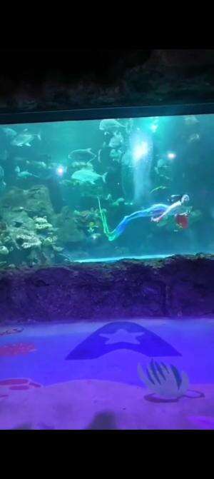 seru banget liat ikan-ikan 
#seaworld #ancol #samudraancol #RCTIPlus #HOTrctiplus #fyp 