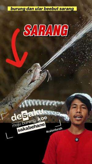 burung vs ular rebutan sarang #burung #ular #sarang