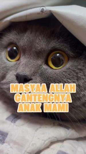 masya allah#HOTrctiplus #shortplus #kucingoyen #duniakucing