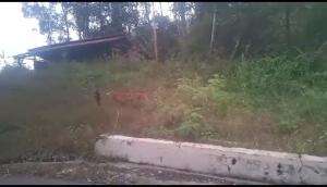 HARIMAU SUMATERA DI GAYO LUES ACEH