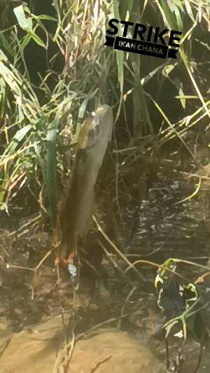 MANCING


 #fypシ #RCTIPlus #fishing #Viral 