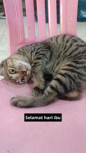 selamat hari ibu

#HOTrctiplus #shortplus #kucingoyen #duniakucing
